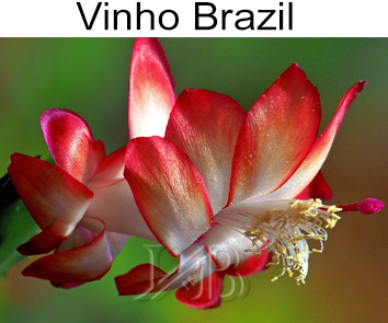 Шлюмбергера Vinho Brazil