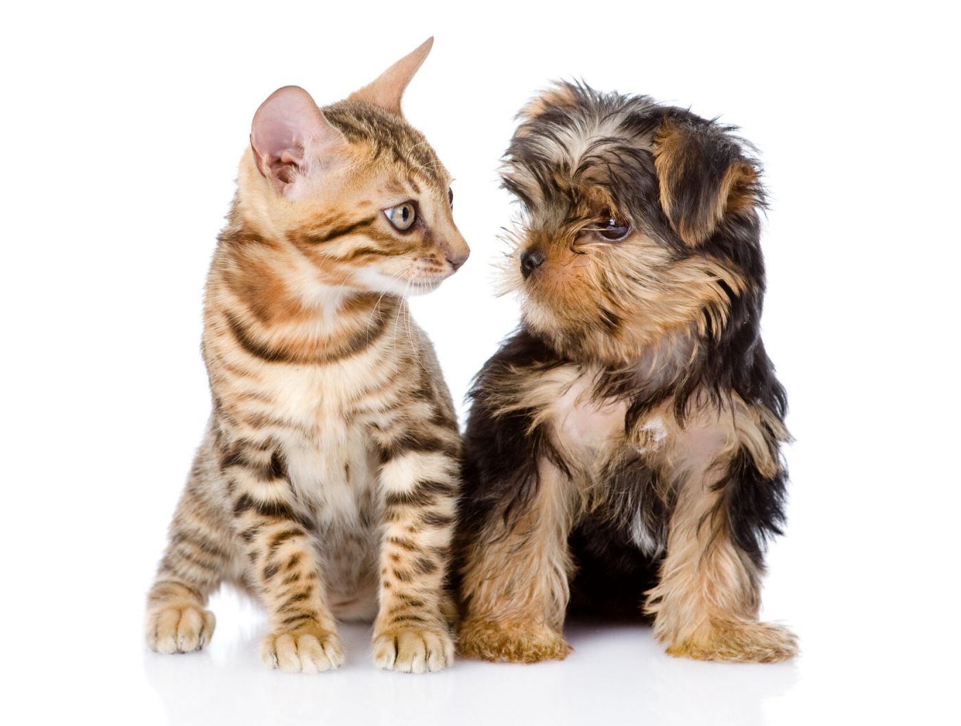 Консультация и разработка индивидуального рациона для котят и щенков мелких пород