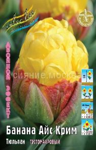 Тюльпан Банана Айс Крим густомахровый 11/+, 1 шт