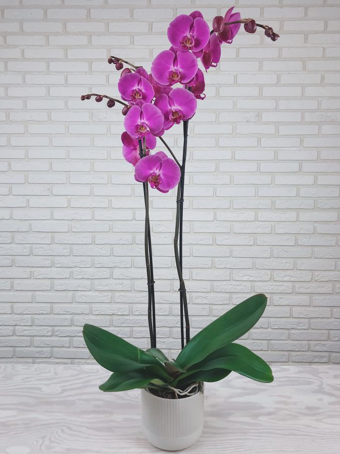 Орхидея фиолетовая  двхствольная