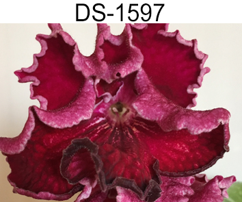 DS-1597 (Диметрис)