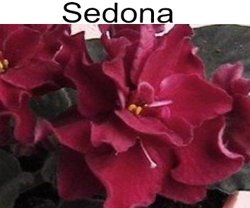 Sedonia