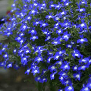 Семена Лобелия плетистая Сине-белый фонтан 0,1 гр