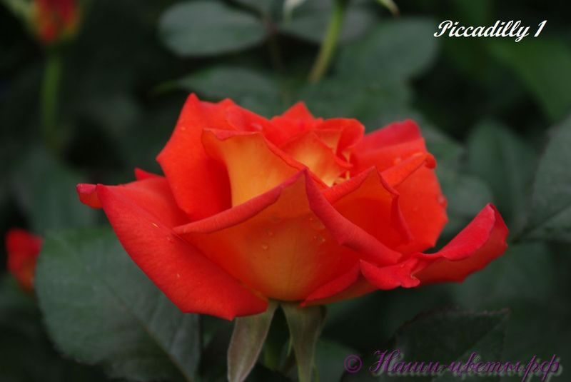 Роза 'Пиккадили' / Rose 'Piccadilly' (=MACar)