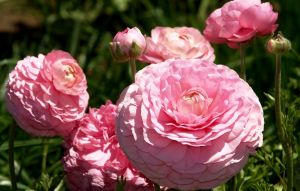 Семена Лютик (Ранункулюс) Цветущая долина розовая F1 3 шт. пробирка