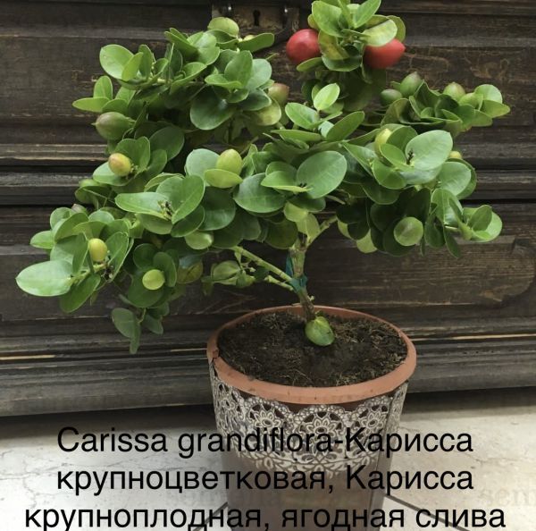 Carissa grandiflora - Карисса крупноцветковая, Карисса крупноплодная, ягодная слива