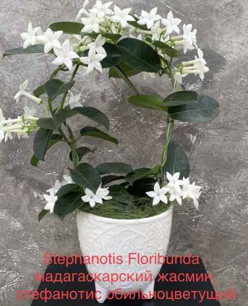 Stephanotis Floribunda - мадагаскарский жасмин, стефанотис обильноцветущий