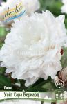 Pion-UAJT-SARA-BeRNARD-WHITE-SARAH-BERNHARDT-2-3-p-1-sht