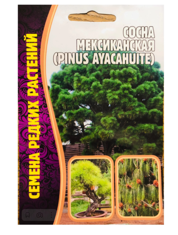 Сосна мексиканская (Pinus ayacahuite)