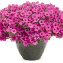 Петуния Mini Vista hot Pink