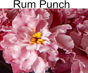 Rum Punch (S. Sorano)