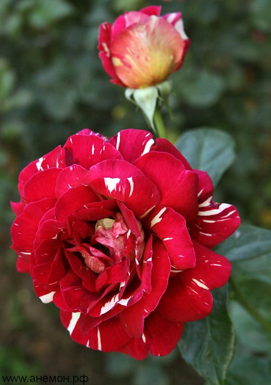 Роза чайно-гибридная "Пестрая Фантазия"