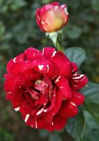Роза чайно-гибридная "Пестрая Фантазия"