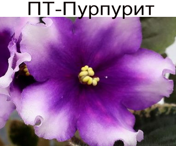 ПТ-Пурпурит (Пугачева)