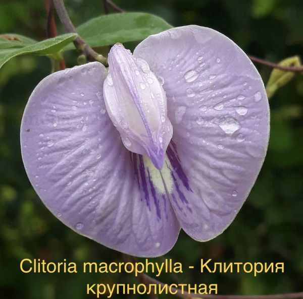 Цветки Клитории 25g