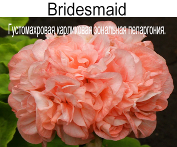Пеларгония густомахровая Bridesmaid