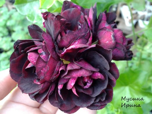 Пеларгония Royal Black Rose: описание сорта, характеристики, особенности посадки и ухода, отзывы - живые розы для вашего сада