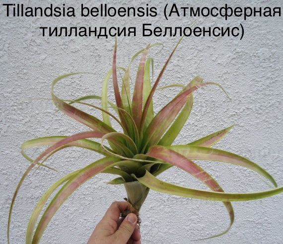 Tillandsia belloensis (Атмосферная тилландсия Беллоенсис)
