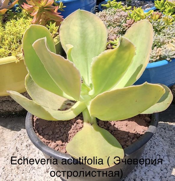 Echeveria acutifolia ( Эчеверия остролистная)