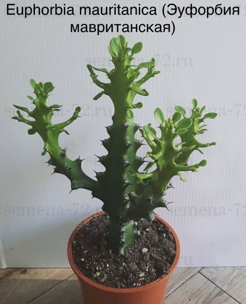 Euphorbia mauritanica (Эуфорбия мавританская)
