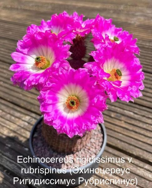 Echinocereus rigidissimus v rubrispinus (Эхиноцереус Ригидиссимус Рубриспинус)