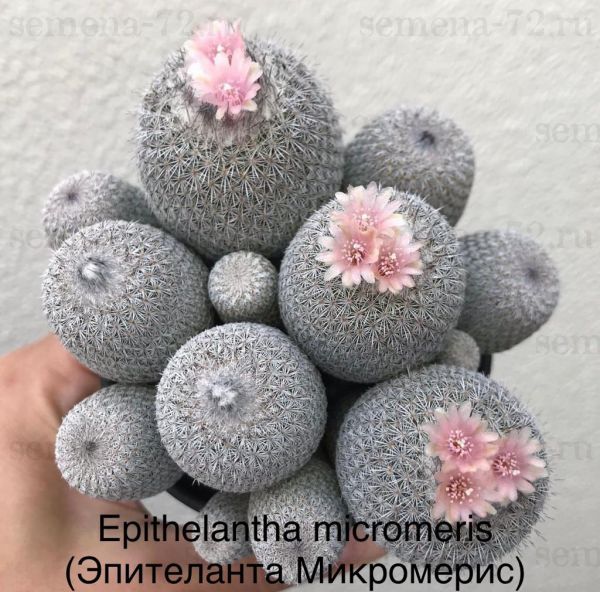 Epithelantha micromeris (Эпителанта Микромерис)