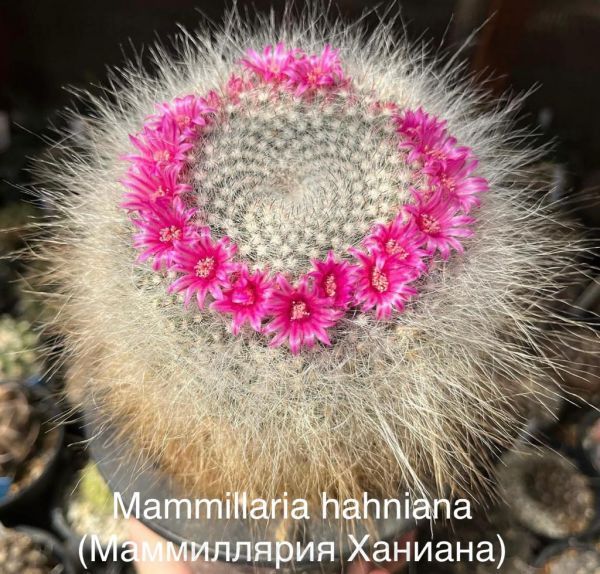 Mammillaria hahniana (Маммиллярия Ханиана)