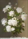 Набор для вышивания "2106 White Roses (small)"