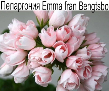 Пеларгония зональная тюльпановидная Emma fran Bengtsbo