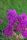 Трёхлетний флокс Сирень Пурпурная
