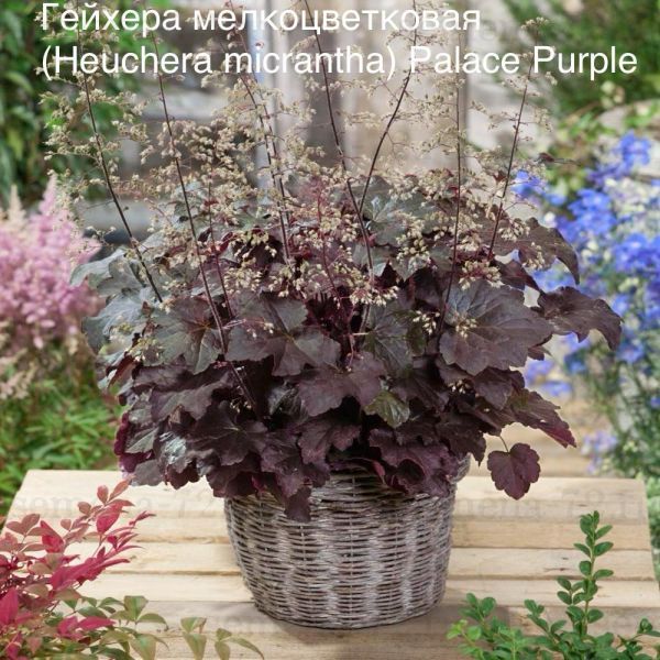 Гейхера мелкоцветковая (Heuchera micrantha) Palace Purple