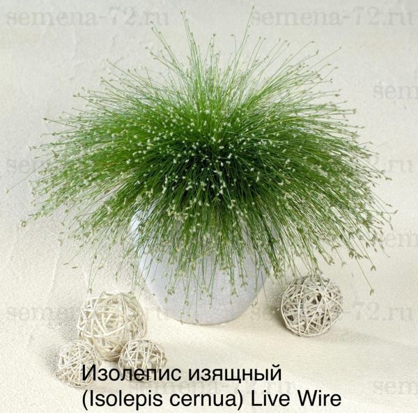 Изолепис изящный (Isolepis cernua) Live Wire