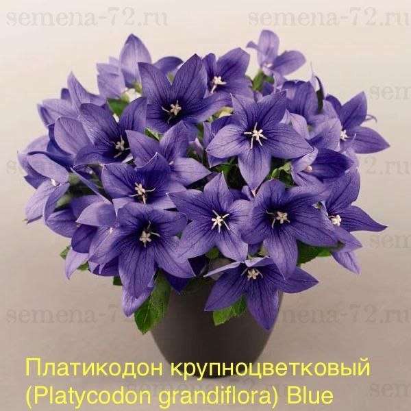 Платикодон крупноцветковый (Platycodon grandiflora) Blue