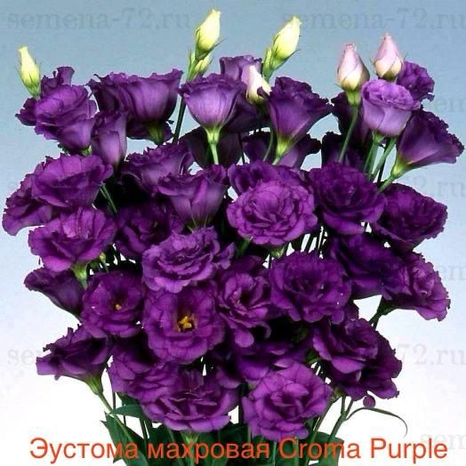 Эустома махровая Croma Purple