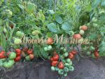 Tomat-Serdce-Parmy-0-02-g-Myazina3