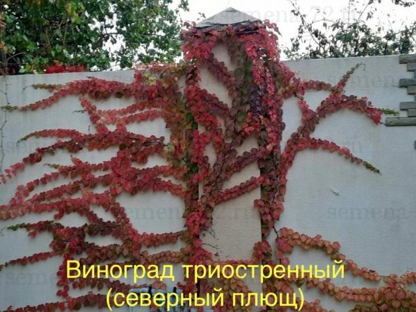 Виноград триостренный (северный плющ)