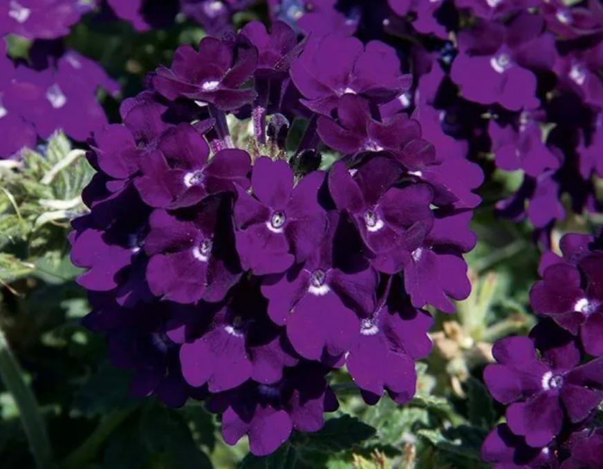 Вербена Блэк вельвет. Вербена Вайолет Блю. Вербена lascar Burgundy. Вербена lascar Dark Violet.