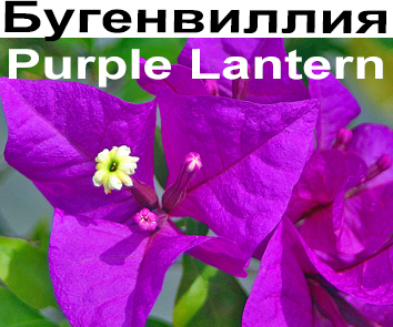 Бугенвиллия Purple Lantern