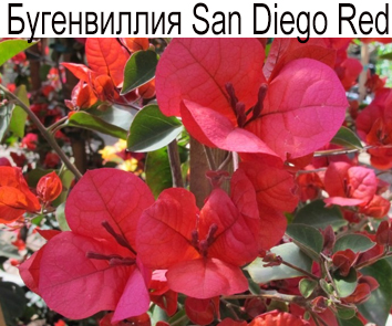 Бугенвиллия San Diego Red