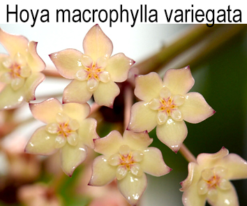 Хойя macrophylla variegata