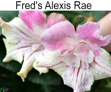 Fred`s Alexis Rae