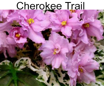 Cherokee Trail  (L. Ray)
