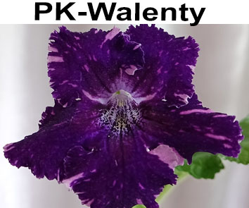 PK-Walenty (П. Клещыньски)