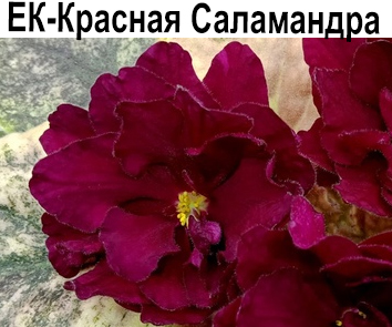 ЕК-Красная Саламандра (Коршунова)