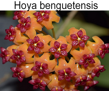 Хойя benguetensis
