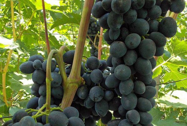 Виноград столовый Черная вишня