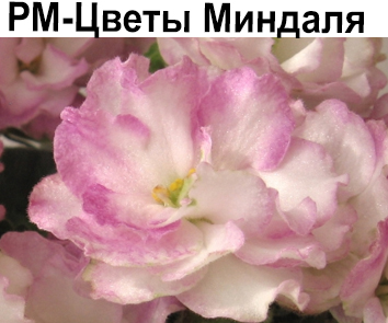 РМ-Цветы Миндаля (Скорнякова)