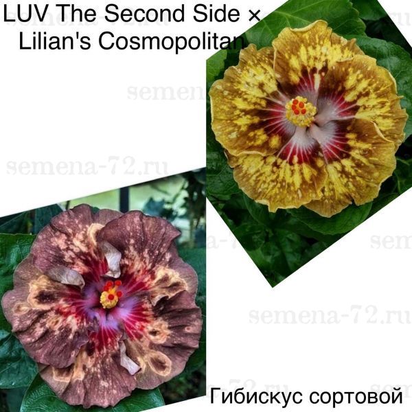 Гибискус сортовой LUV The Second Side × Lilian's Cosmopolitan