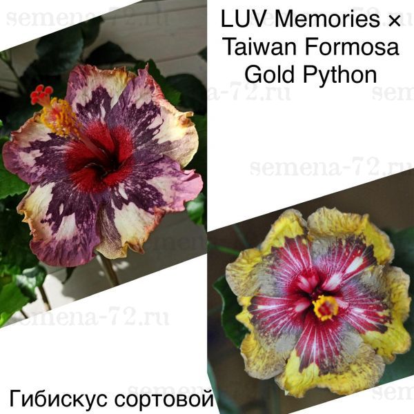 Гибискус сортовой LUV Memories × Taiwan Formosa Gold Python