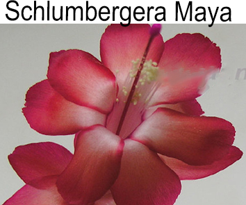 Шлюмбергера Maya